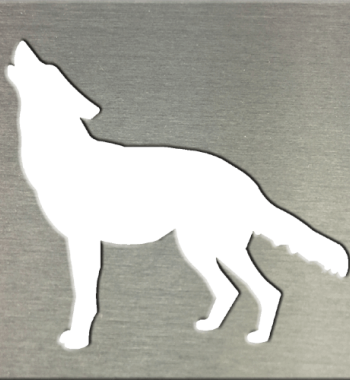Coyote
